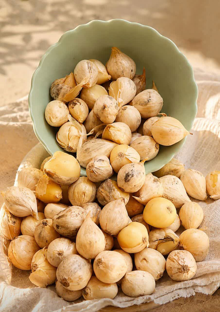 بذر موسیر فندوقی