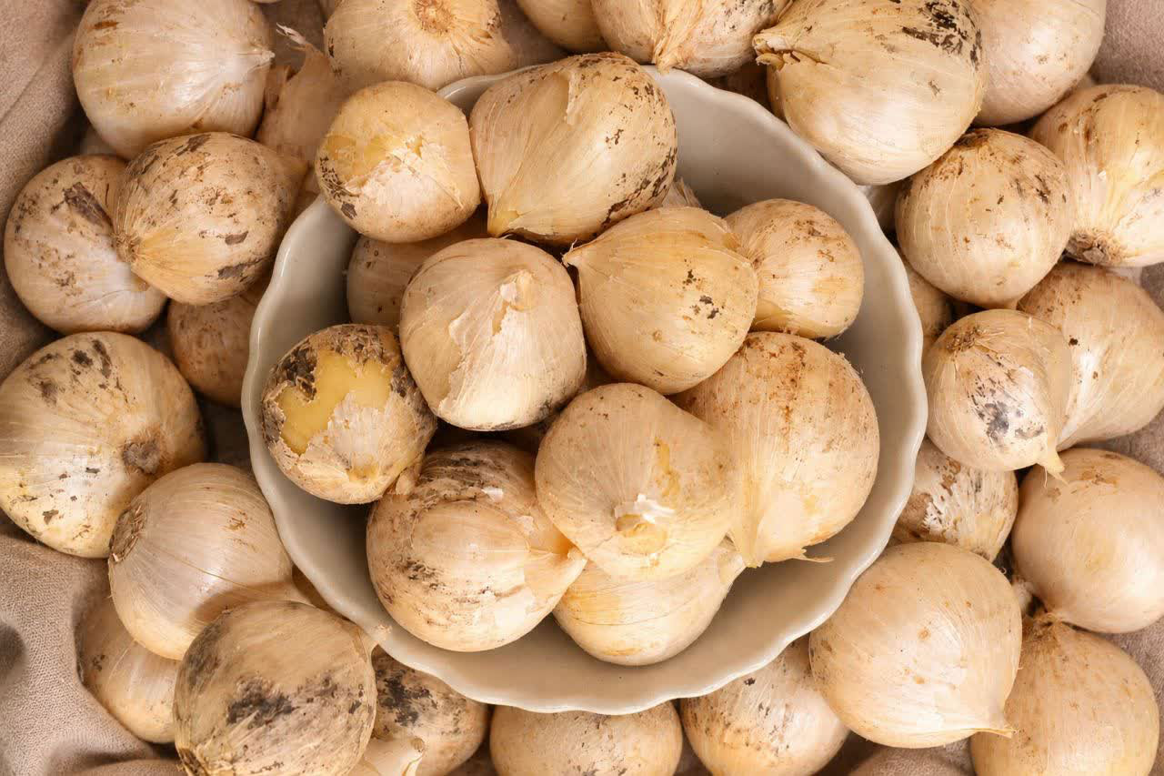بذر موسیر گردویی